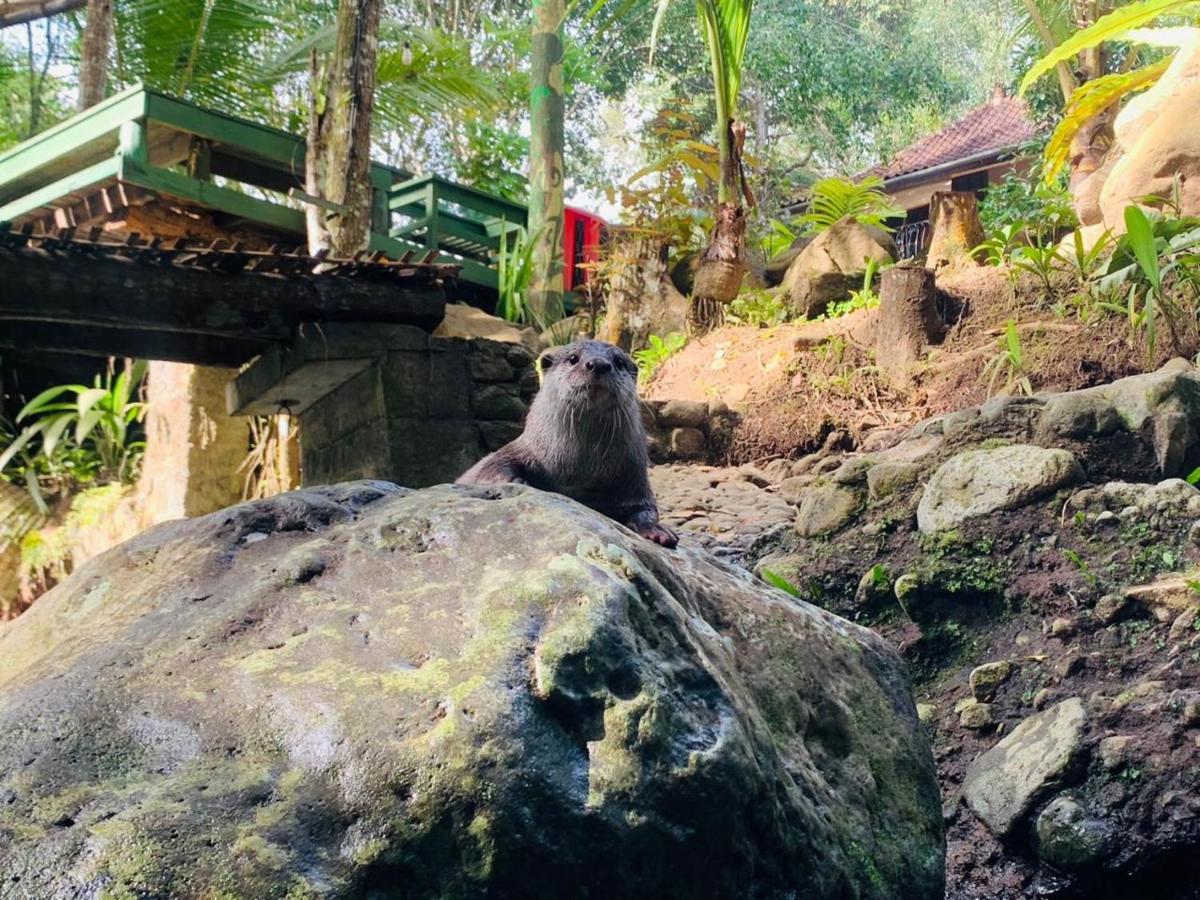 Mi Casa - The Gem Of Ijen Hotel บันยูวังงี ภายนอก รูปภาพ
