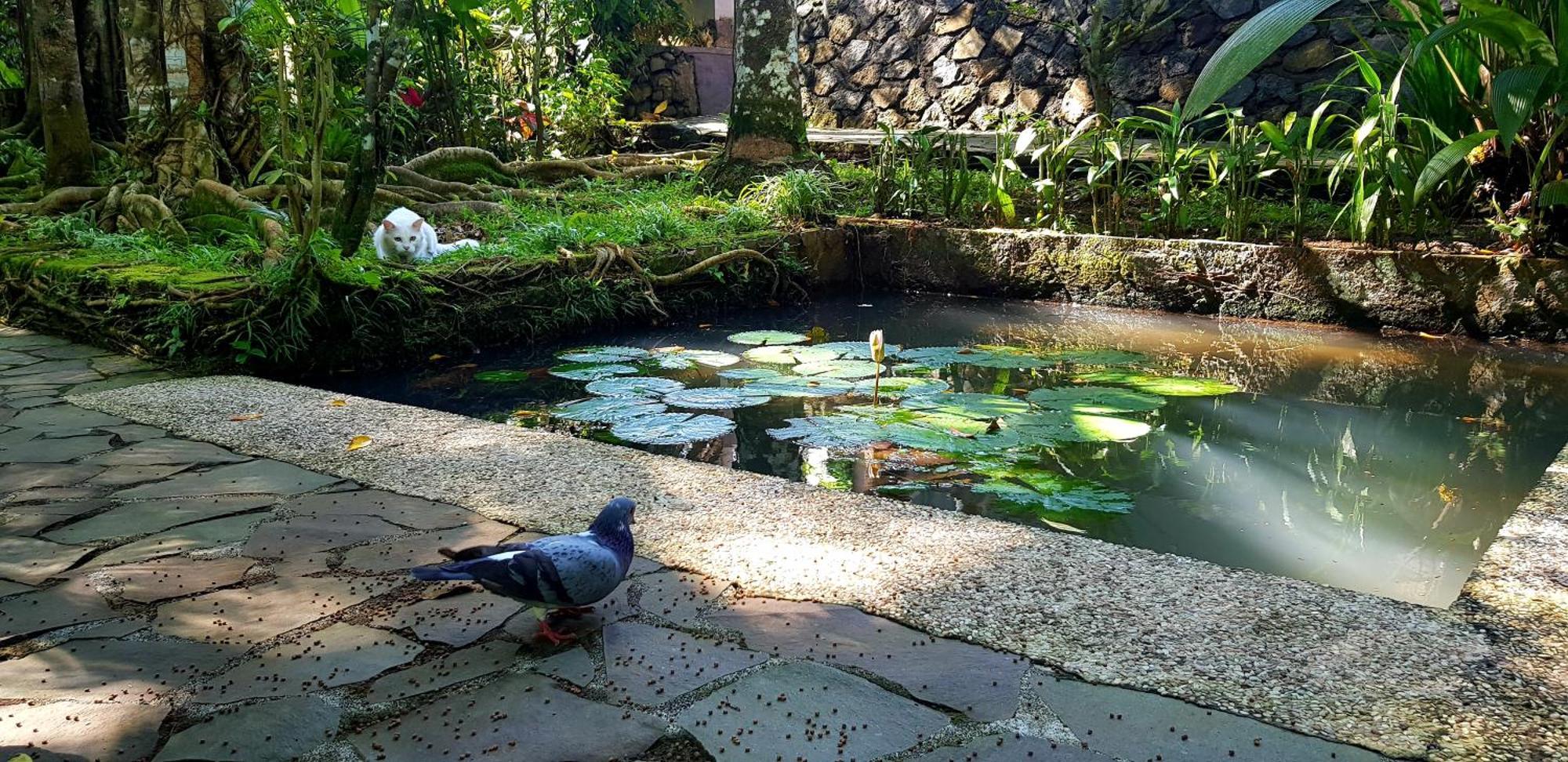 Mi Casa - The Gem Of Ijen Hotel บันยูวังงี ภายนอก รูปภาพ